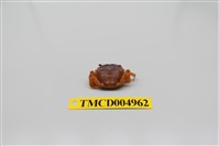 藏品(平背蜞)的圖片